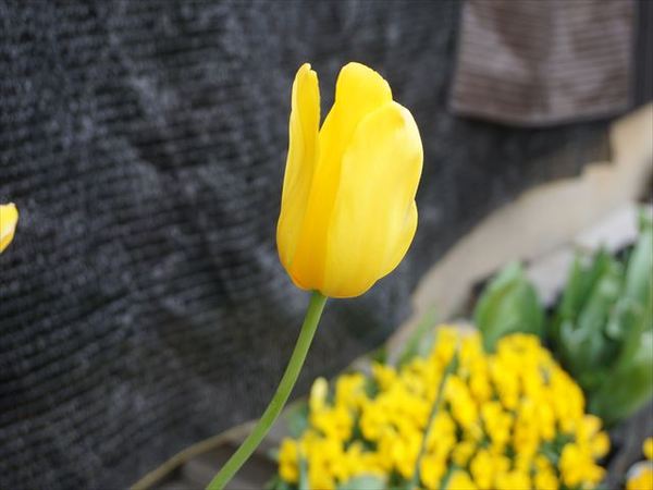 ファイル 131-1.jpg